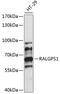 Ral GEF With PH Domain And SH3 Binding Motif 1 antibody, 15-752, ProSci, Western Blot image 