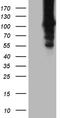 HECT Domain And Ankyrin Repeat Containing E3 Ubiquitin Protein Ligase 1 antibody, TA810071, Origene, Western Blot image 