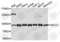 X-Ray Repair Cross Complementing 1 antibody, A0443, ABclonal Technology, Western Blot image 