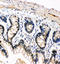 SNK antibody, LS-C313514, Lifespan Biosciences, Immunohistochemistry frozen image 