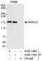 RAS Protein Activator Like 2 antibody, A302-108A, Bethyl Labs, Immunoprecipitation image 