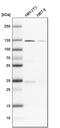 Protein Kinase N1 antibody, HPA003982, Atlas Antibodies, Western Blot image 