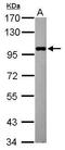 Elongator complex protein 2 antibody, PA5-31859, Invitrogen Antibodies, Western Blot image 
