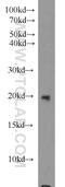 Matrix Metallopeptidase 26 antibody, 18087-1-AP, Proteintech Group, Western Blot image 