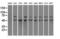 Protein Phosphatase 5 Catalytic Subunit antibody, M04723-2, Boster Biological Technology, Western Blot image 