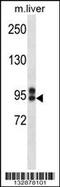 ATP Binding Cassette Subfamily C Member 12 antibody, 56-913, ProSci, Western Blot image 