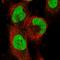 Anaphase Promoting Complex Subunit 11 antibody, HPA027838, Atlas Antibodies, Immunofluorescence image 