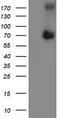 5-Aminoimidazole-4-Carboxamide Ribonucleotide Formyltransferase/IMP Cyclohydrolase antibody, CF504554, Origene, Western Blot image 
