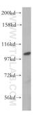 Major Vault Protein antibody, 16478-1-AP, Proteintech Group, Western Blot image 