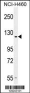 Adhesion G Protein-Coupled Receptor D2 antibody, 55-264, ProSci, Western Blot image 