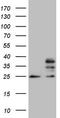 Mitochondrial Ribosomal Protein S15 antibody, LS-C794303, Lifespan Biosciences, Western Blot image 