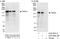 Transcriptional Repressor GATA Binding 1 antibody, A303-563A, Bethyl Labs, Immunoprecipitation image 
