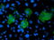 LIM Domain Kinase 1 antibody, TA502974, Origene, Immunofluorescence image 