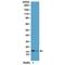 Histone Cluster 1 H2B Family Member B antibody, M12718, Boster Biological Technology, Western Blot image 