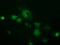 OTU Deubiquitinase, Ubiquitin Aldehyde Binding 2 antibody, TA501944, Origene, Immunofluorescence image 