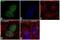 Bromodomain Containing 4 antibody, 702448, Invitrogen Antibodies, Immunocytochemistry image 