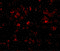 Thioesterase Superfamily Member 4 antibody, 5227, ProSci Inc, Immunofluorescence image 