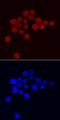 ATF4 antibody, MAB7218, R&D Systems, Immunofluorescence image 