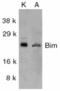 BCL2 Like 11 antibody, AHP933, Bio-Rad (formerly AbD Serotec) , Immunohistochemistry paraffin image 