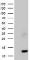 Follicle Stimulating Hormone Subunit Beta antibody, TA501624S, Origene, Western Blot image 