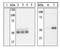 ETS Proto-Oncogene 1, Transcription Factor antibody, 44-1107G, Invitrogen Antibodies, Western Blot image 