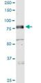 MICAL Like 1 antibody, H00085377-B01P, Novus Biologicals, Western Blot image 