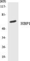 HMG-Box Transcription Factor 1 antibody, LS-C292044, Lifespan Biosciences, Western Blot image 