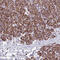 Succinate-CoA Ligase GDP-Forming Beta Subunit antibody, HPA046705, Atlas Antibodies, Immunohistochemistry paraffin image 