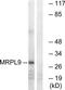 Mitochondrial Ribosomal Protein L9 antibody, TA315760, Origene, Western Blot image 