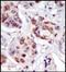 Neuronal PAS Domain Protein 4 antibody, orb256724, Biorbyt, Immunohistochemistry paraffin image 
