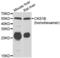 Cyclin-dependent kinases regulatory subunit 1 antibody, LS-C348979, Lifespan Biosciences, Western Blot image 
