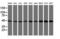 Ubiquitin-like-conjugating enzyme ATG3 antibody, LS-C337451, Lifespan Biosciences, Western Blot image 