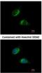 Olfactomedin 1 antibody, NBP1-31163, Novus Biologicals, Immunofluorescence image 