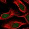 PLEKHG5 antibody, HPA049570, Atlas Antibodies, Immunofluorescence image 
