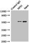 Cysteine desulfurase, mitochondrial antibody, LS-C676158, Lifespan Biosciences, Immunoprecipitation image 