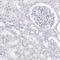 Late Cornified Envelope 6A antibody, NBP1-94116, Novus Biologicals, Immunohistochemistry paraffin image 