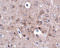 Protocadherin-18 antibody, 5081, ProSci Inc, Immunohistochemistry paraffin image 