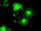 Serine/threonine-protein kinase Nek6 antibody, MA5-24952, Invitrogen Antibodies, Immunocytochemistry image 