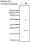 Di-Methyl-Histone H3 antibody, MA3-059, Invitrogen Antibodies, Immunoprecipitation image 