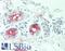 Dermcidin antibody, LS-B15625, Lifespan Biosciences, Immunohistochemistry paraffin image 