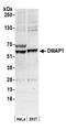 DNA Methyltransferase 1 Associated Protein 1 antibody, A300-217A, Bethyl Labs, Western Blot image 