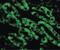 DNA Fragmentation Factor Subunit Beta antibody, PA5-19891, Invitrogen Antibodies, Immunofluorescence image 