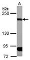 CAP-Gly Domain Containing Linker Protein 1 antibody, NBP2-15917, Novus Biologicals, Western Blot image 