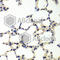 Bifunctional polynucleotide phosphatase/kinase antibody, A6693, ABclonal Technology, Immunohistochemistry paraffin image 