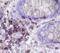 Neuromedin B Receptor antibody, MAB47281, R&D Systems, Immunohistochemistry paraffin image 