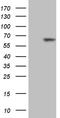 Recombination Signal Binding Protein For Immunoglobulin Kappa J Region antibody, CF809493, Origene, Western Blot image 