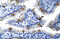 DNA replication licensing factor MCM6 antibody, 28-538, ProSci, Enzyme Linked Immunosorbent Assay image 
