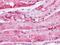 Parathyroid Hormone 1 Receptor antibody, NLS761, Novus Biologicals, Immunohistochemistry frozen image 