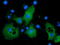 Phosphoinositide-3-Kinase Adaptor Protein 1 antibody, TA501760, Origene, Immunofluorescence image 