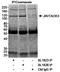 TAO Kinase 3 antibody, A300-535A, Bethyl Labs, Immunoprecipitation image 
